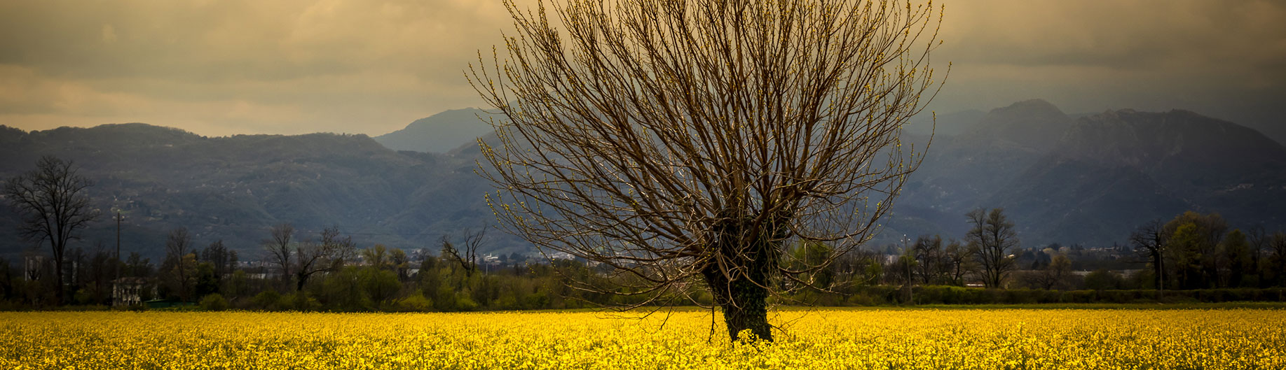Campo fiorito e albero - @maculan - Creative Commons CC0 1.0 Universal - Public Domain Dedication (CC0 1.0)