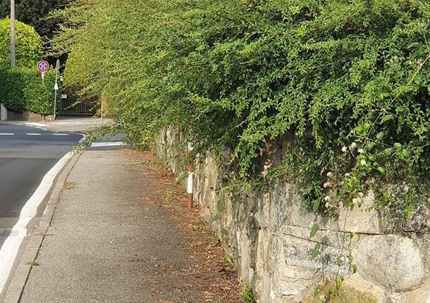 siepe su strada